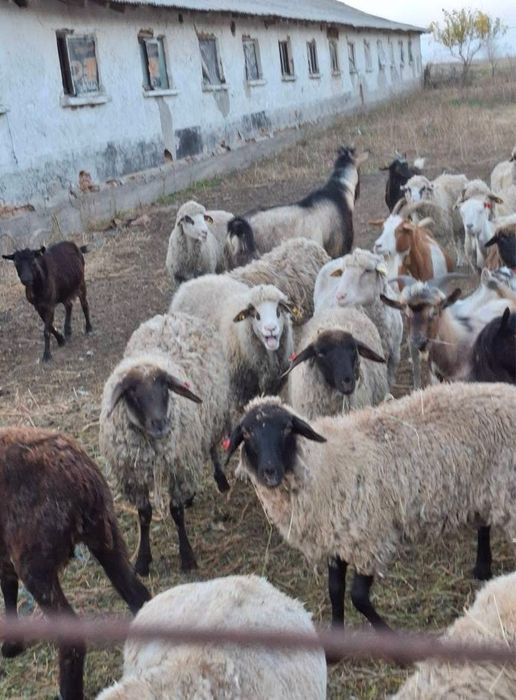 Oi, capre, cirlani, iezi de vanzare