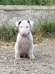 Pui Bull terrier