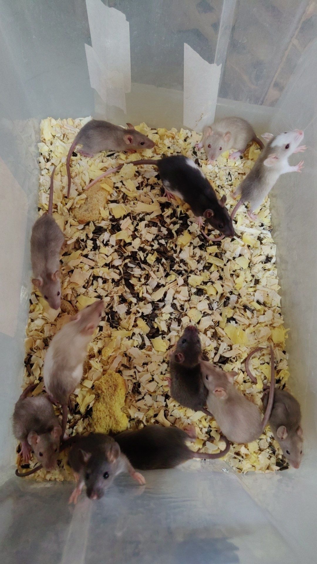 Сиамские крыски и обычные крыски разных окрасов с обычными ушками