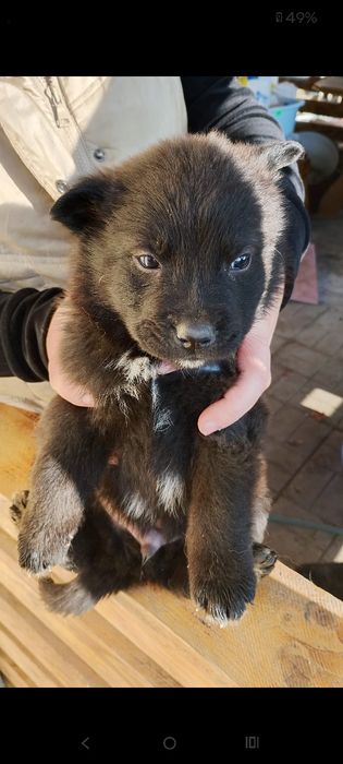 Căței spre adopție