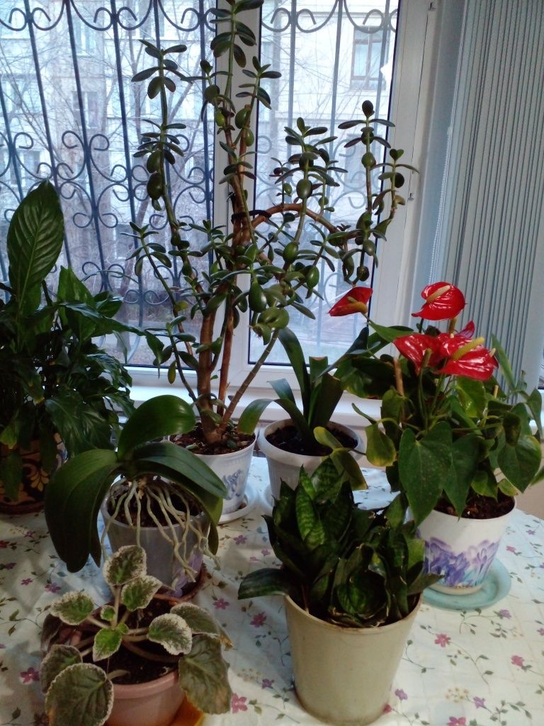 Комнатные растения