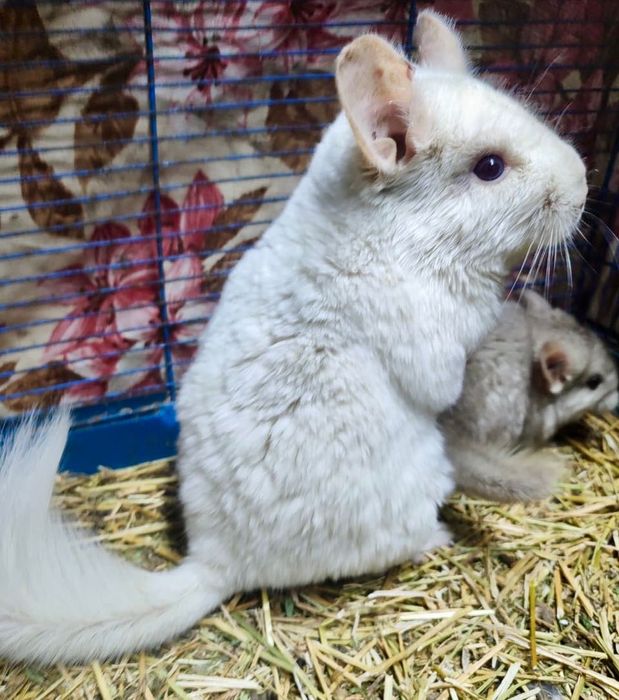 Продаются шиншиллы