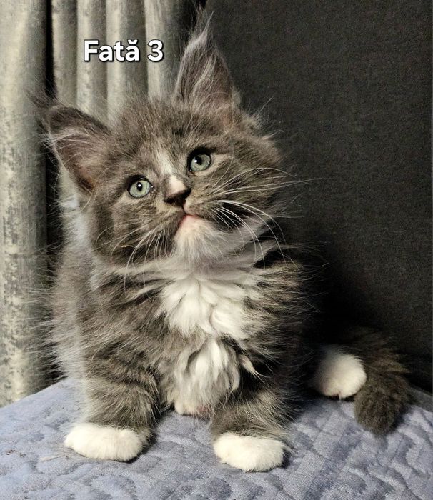 Maine coon felisa autorizata