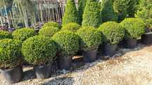 Vând buxus glob de calitate