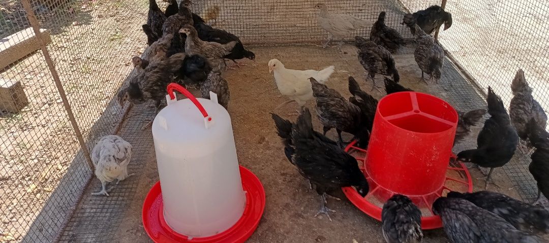 Pui Australorp varsta 2 luni