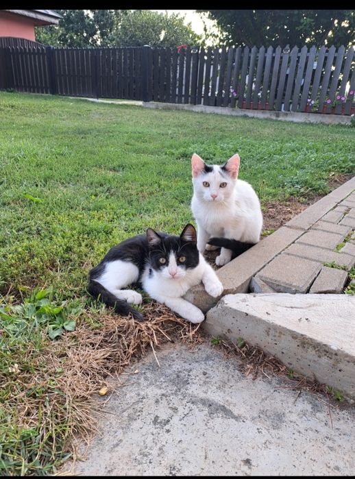 Pisici spre adopție