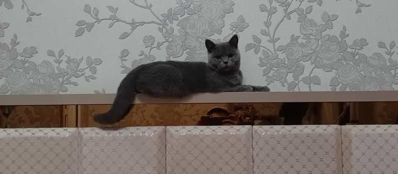 Skottish stray sotiladi