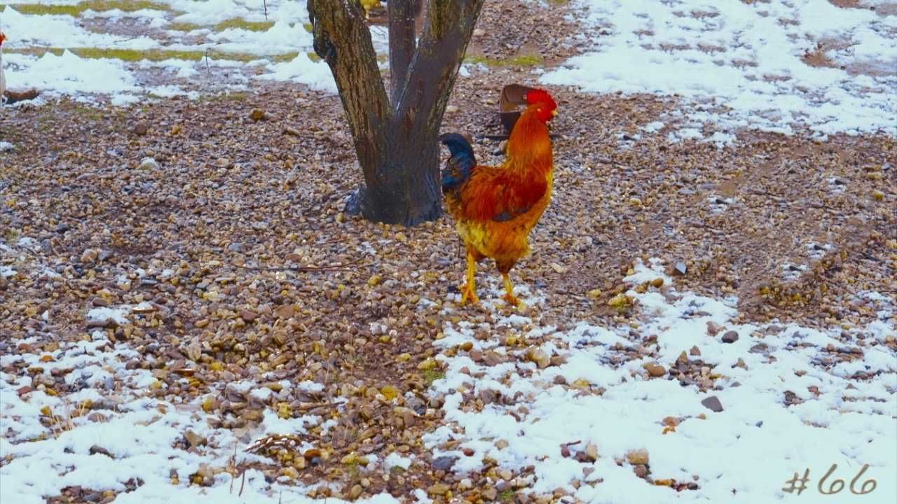 ***Vand oua proaspete Bio ziua curenta***  Gaini Brahma Rasa Pura