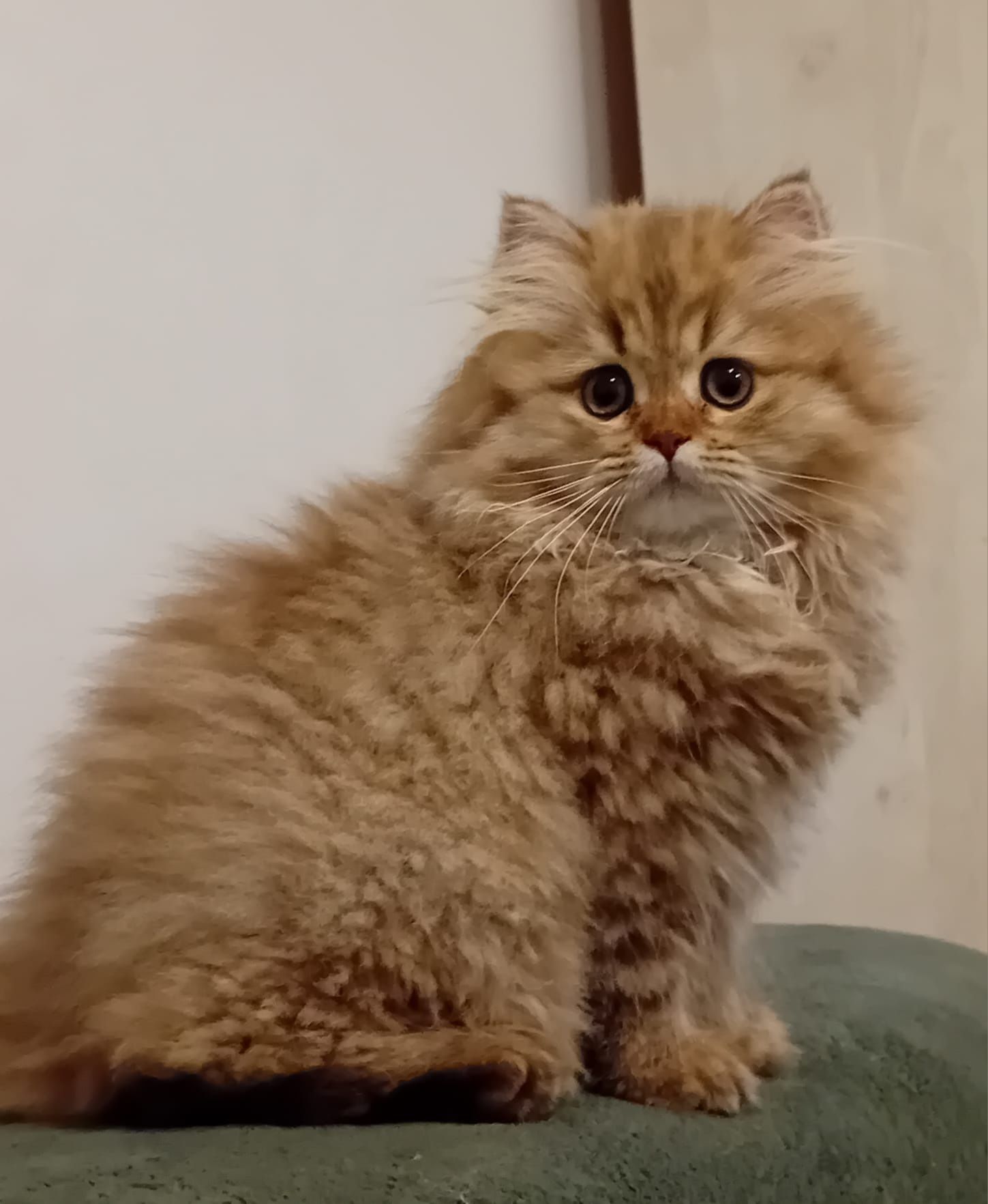 British Longhair