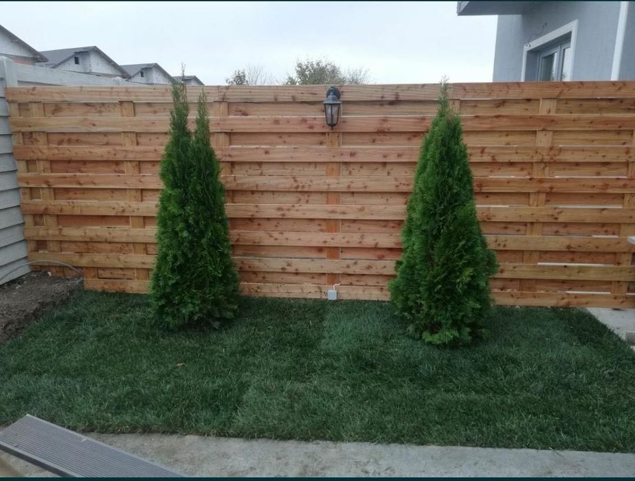 Plante Lylandrii mari, perfecte pentru grădina ta