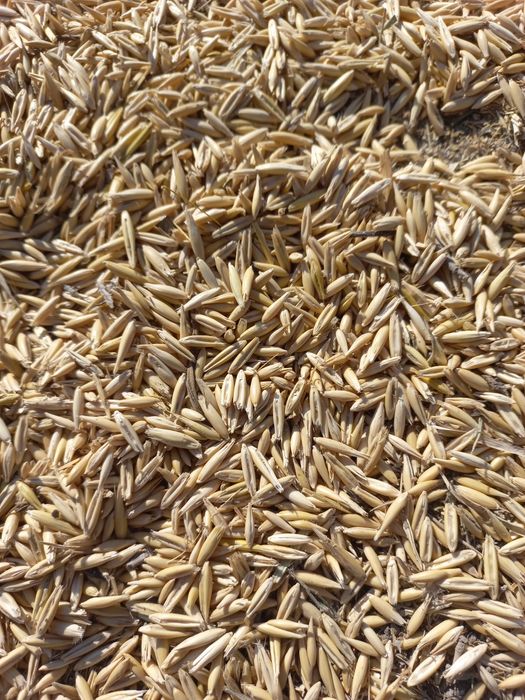 Продам зерна .Овёс