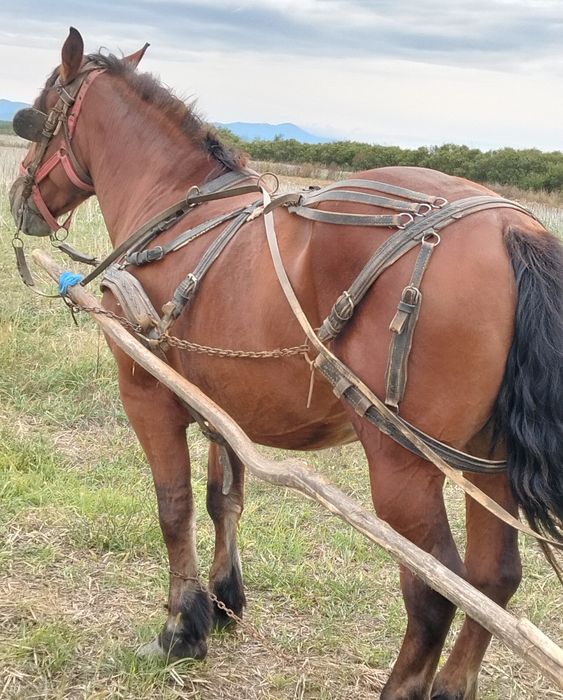 Vînd iapa de 7 ani gestanta de 7 luni