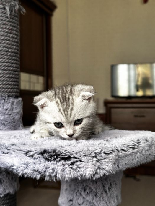 Ищете пушистого друга? Шотландские котята!