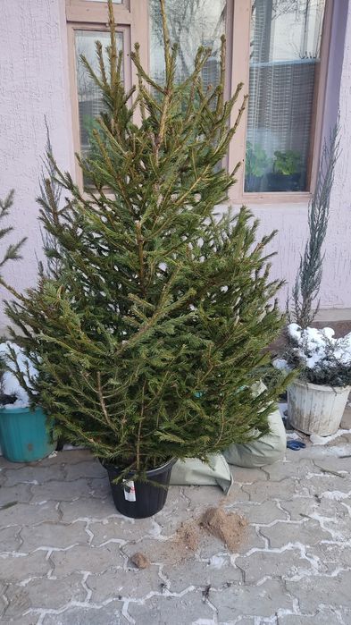 Живая ель на новый год, с доставкой по Алматы, купить новогодние елки