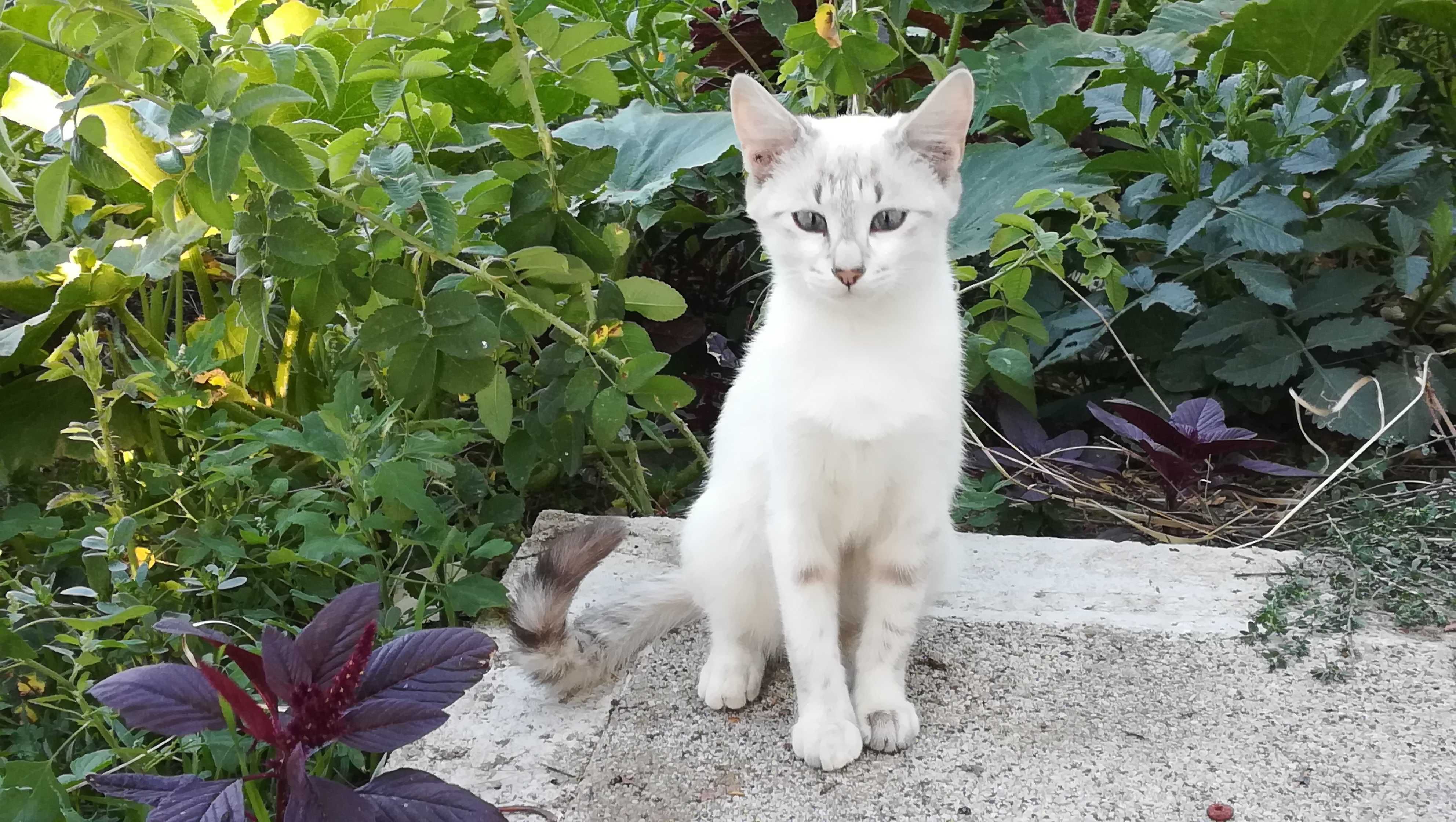 Бяло коте на 5 месеца