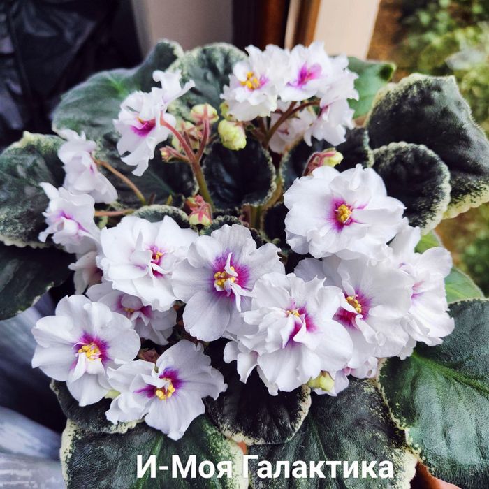 Детки фиалок сортовых