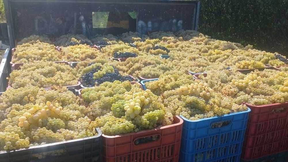 Struguri de vin adusi acasa diverse soiuri albi-negri, pret producator