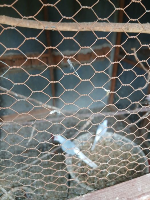 Диамантени гугутки