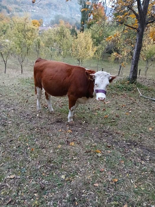 Vând junincă gestantă rasă bălțată blândă preț 6000ron ușor negociabil