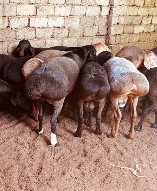 Qassob servis xizmati ,sogʻlom benuqson toza qoʻylar va sifatli