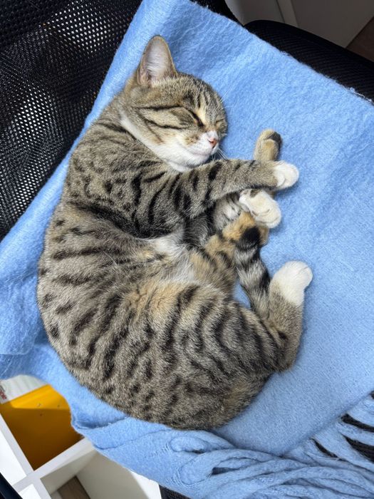 Милая кошка в добрые руки