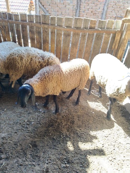 Berbeac sulfoc și carabasi