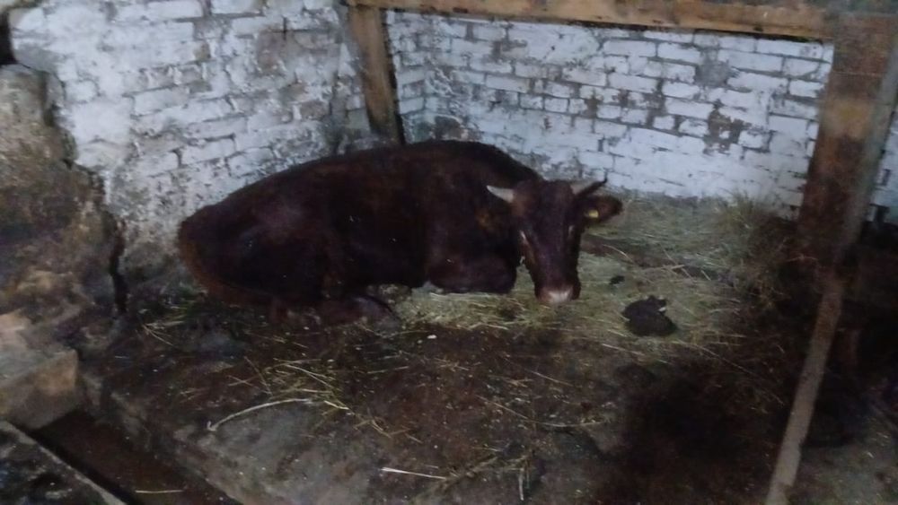 Продам подсосных коров и бычков