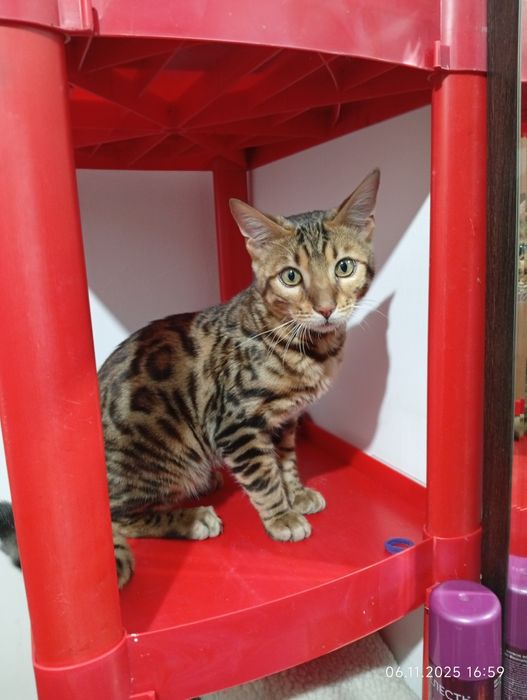Продам кошку Бенгал