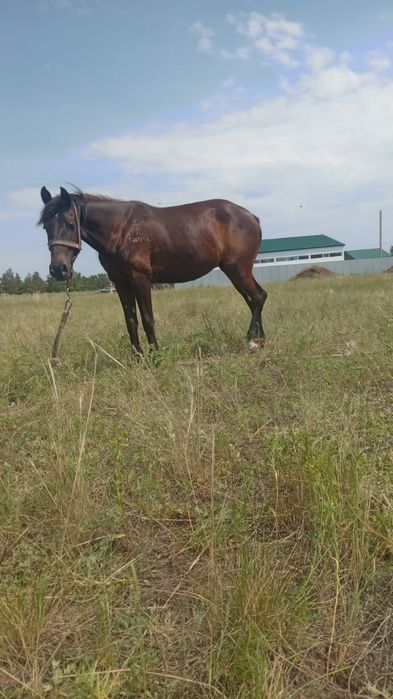 Иноходец (жорга) жеребая