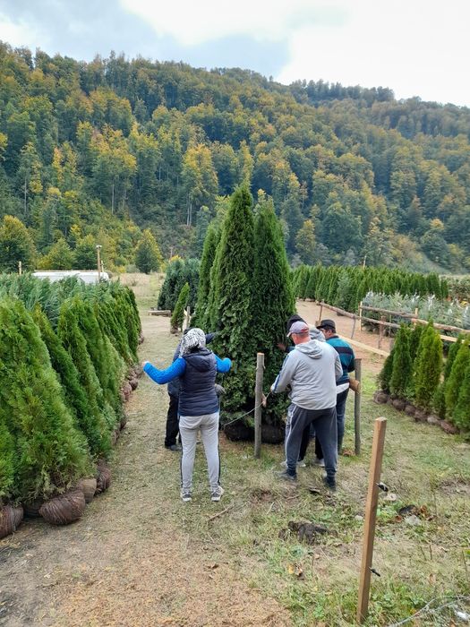 Tuia smarald 3m înălțime