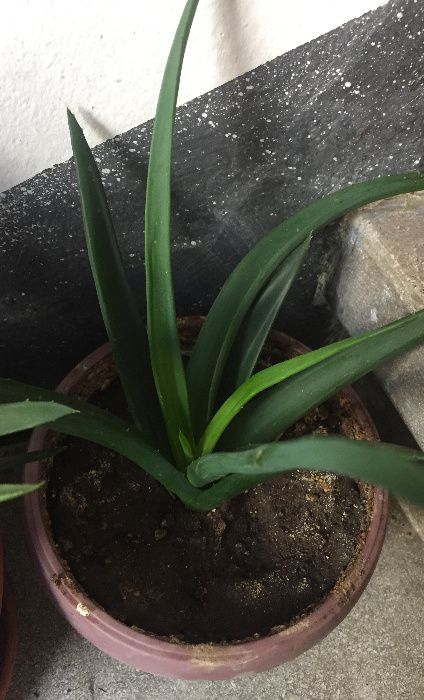 Aloe vera ghiveci