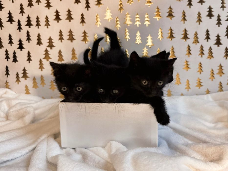 Пантери  4 на брой