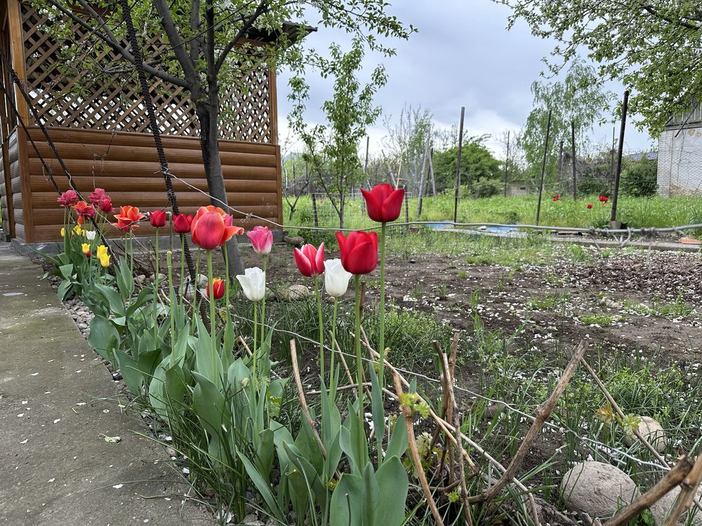 Дача в Новоалексеевке, 8 соток