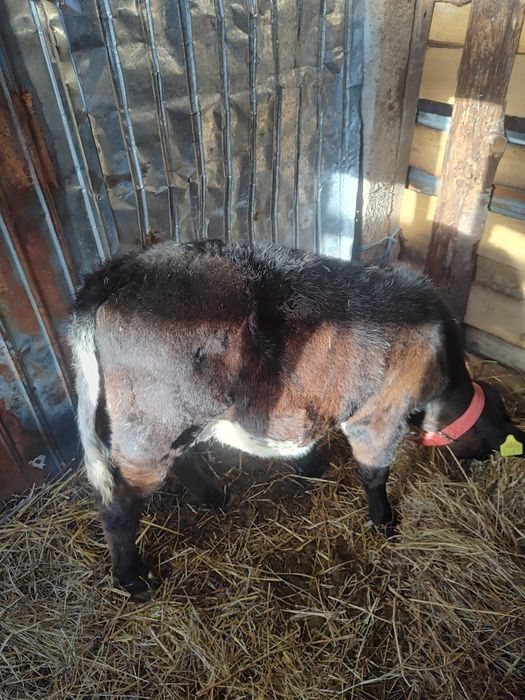 Vând vițică preț 500 € sau schimb cu capre