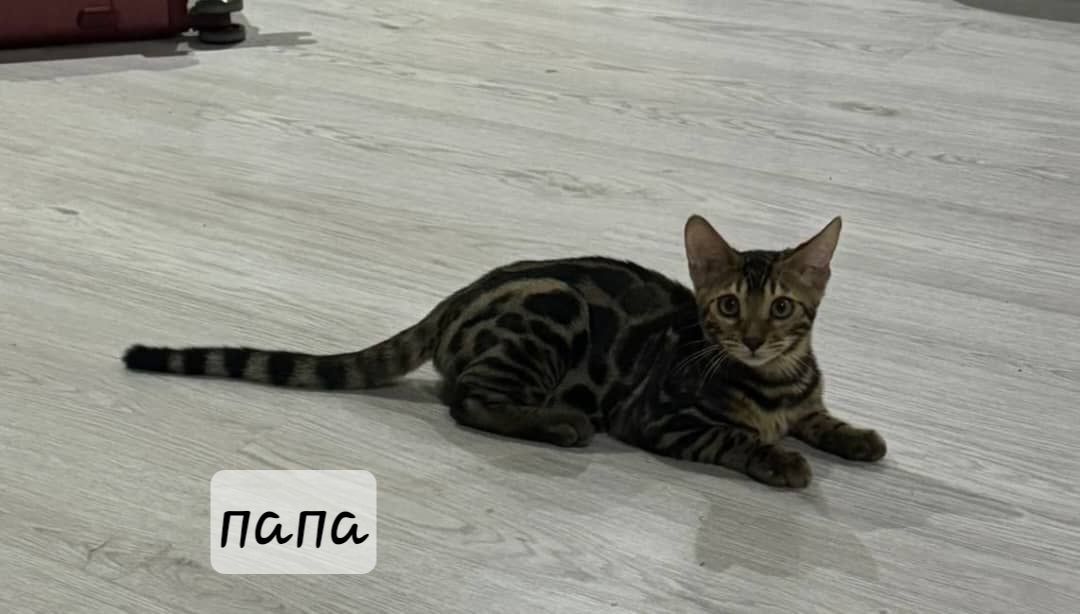 Продаётся  котята бенгальские Котята