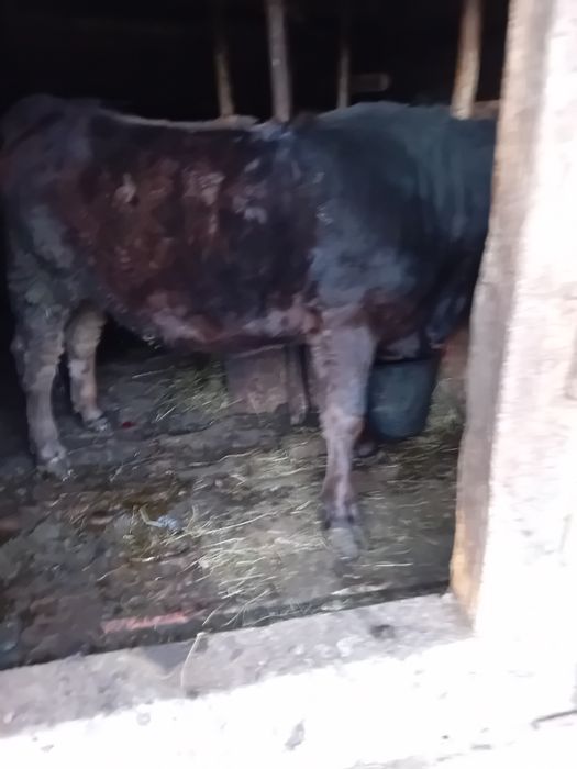 Vând jurinci una  2ani și una 10 luni ,tauras de 10 luni