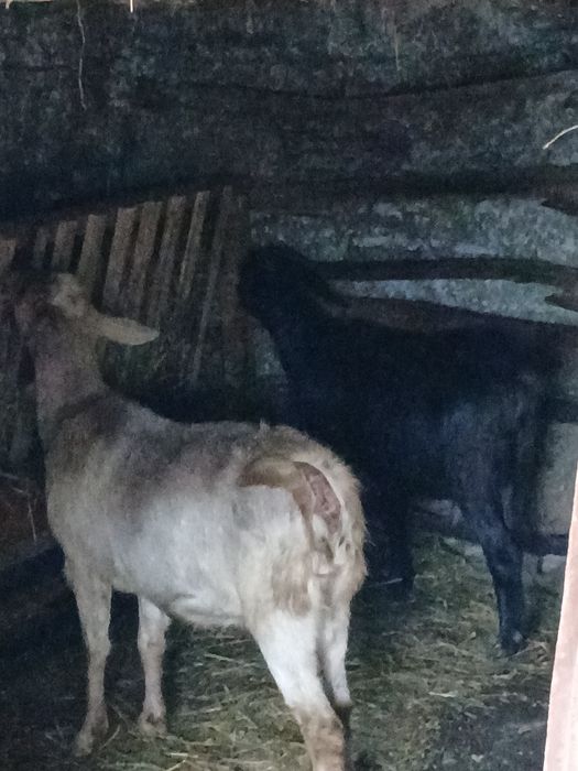 De vânzare țap anglonubian și 2 capre preț negociabil .