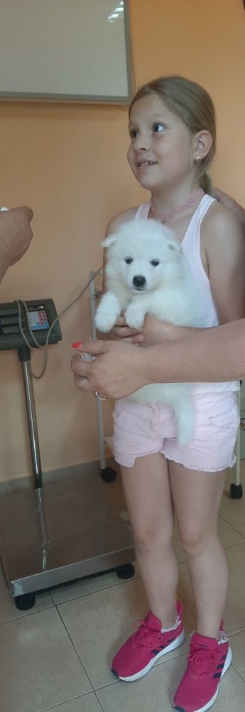Самоед    бебета