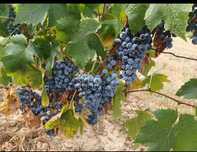 Vand struguri pentru vin