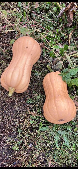 Vând Dovleac Plăcintar Matilda F1 !!