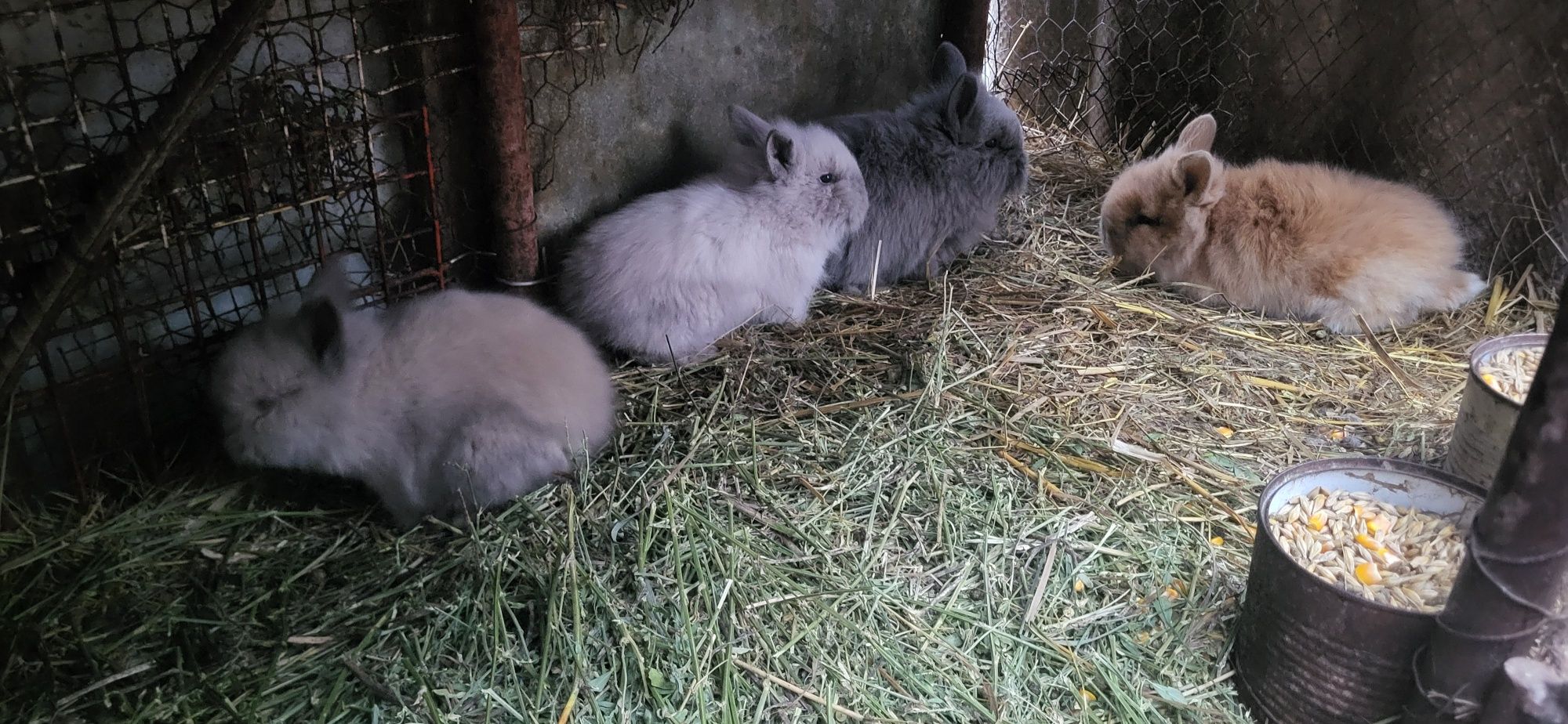 Pui iepuri pitic mini lop și cap de leu