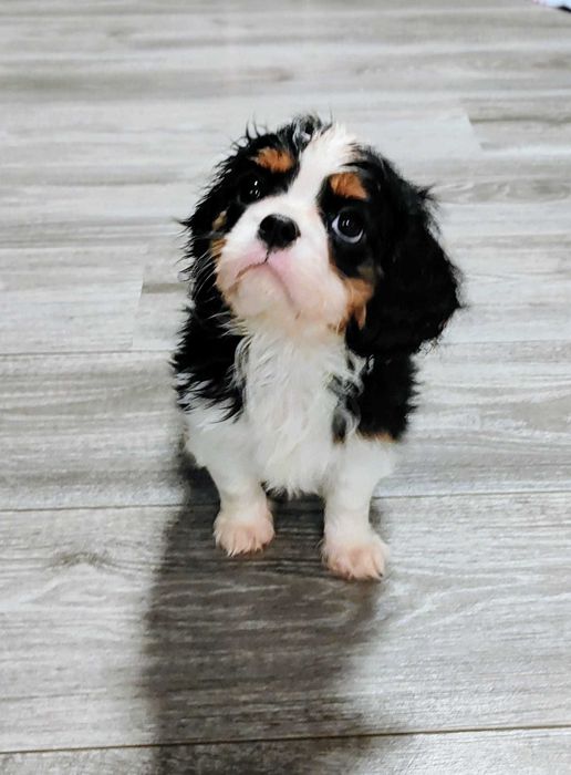 De vanzare Fetita de Cavalier KCS din parinti campioni testati genetic