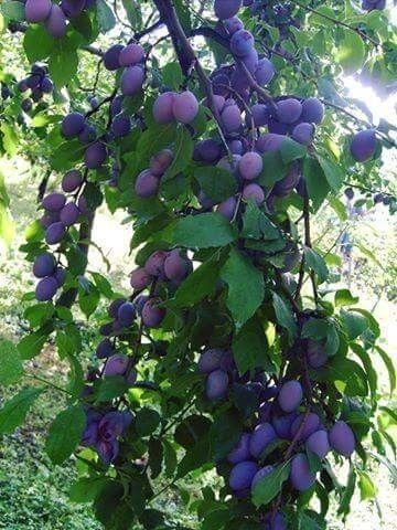 Pomi Fructiferi Stravechi Glia Stramoseasca (Soiuri De Prun )