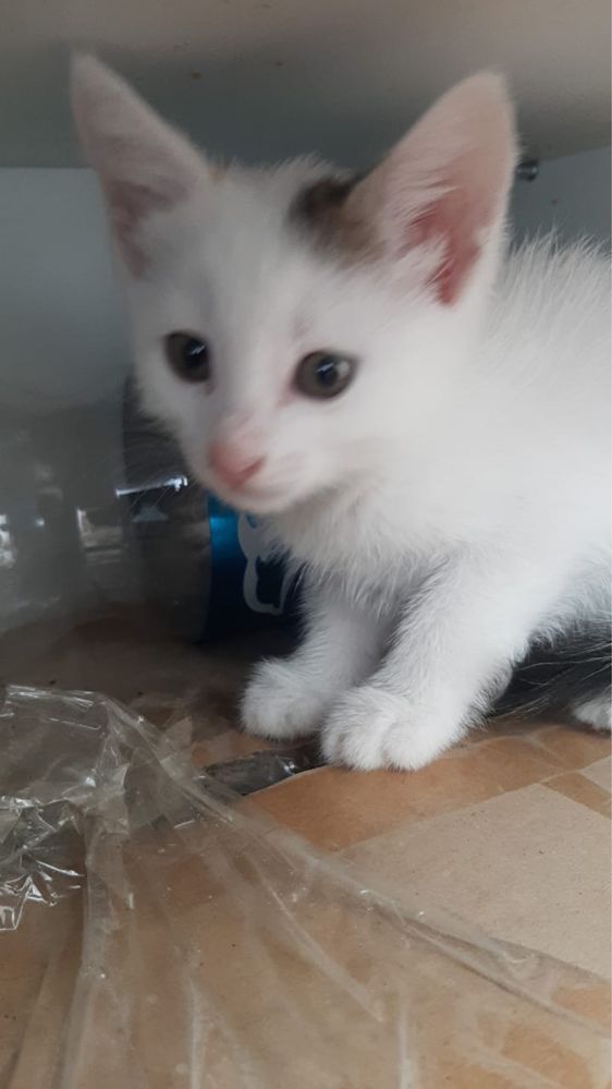 Домашние котята