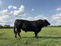 Taur Angus pentru reproducție
