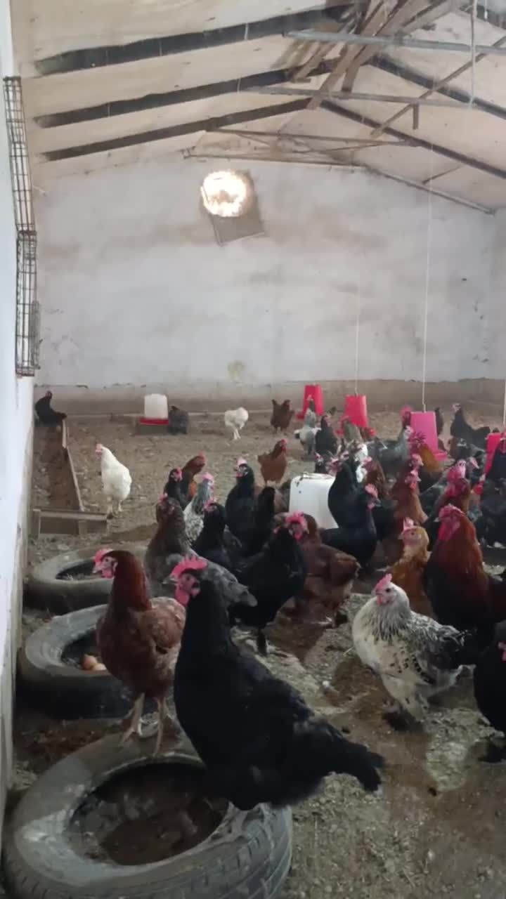 Qora qizil rangli tovuq xoʻrozlar sotiladi andijon qora ser tuxum