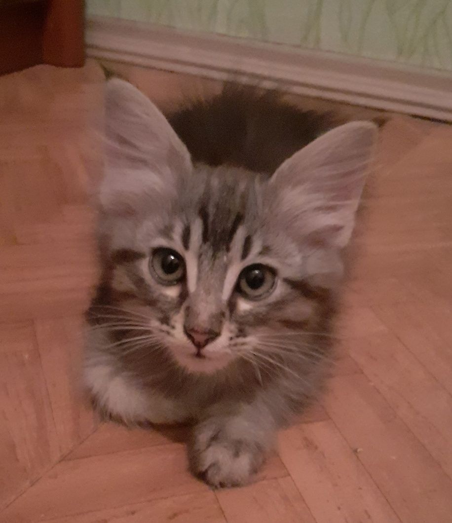 Отдам котёнка мальчика