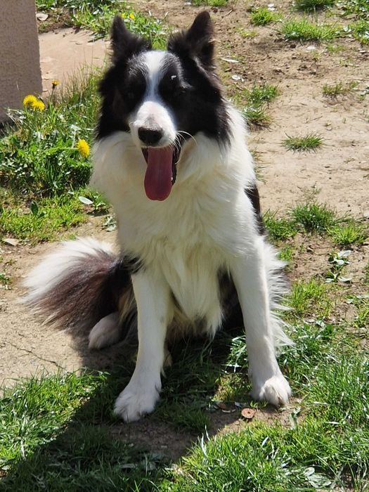Vand pui Border Collie