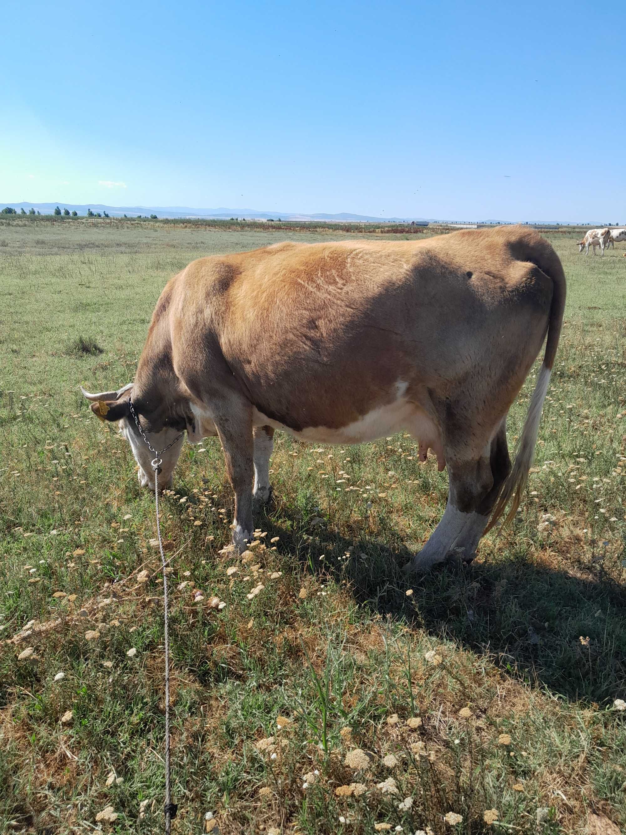 Vaca baltata romaneasca cu vitea.