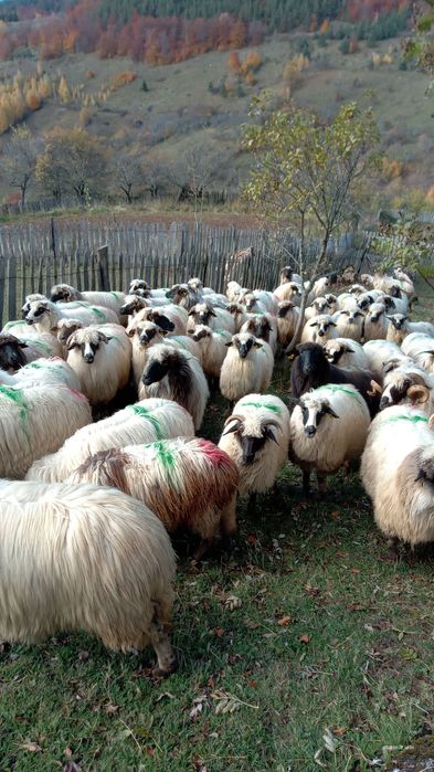 Vând turma de oi